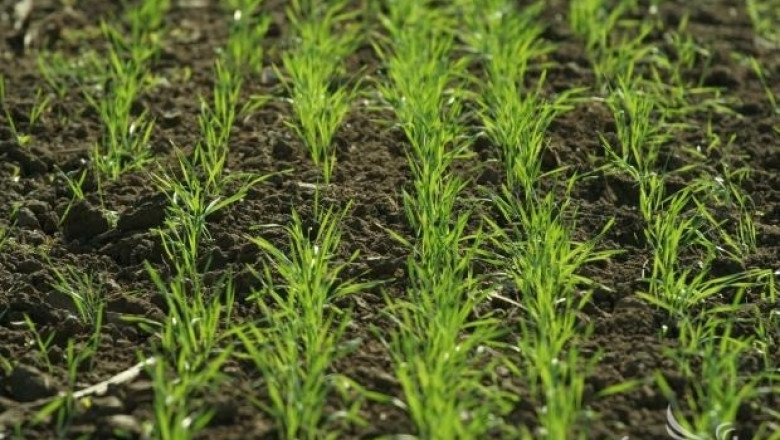 Близо 230 000 дка са засетите с пшеница площи в Ловешко