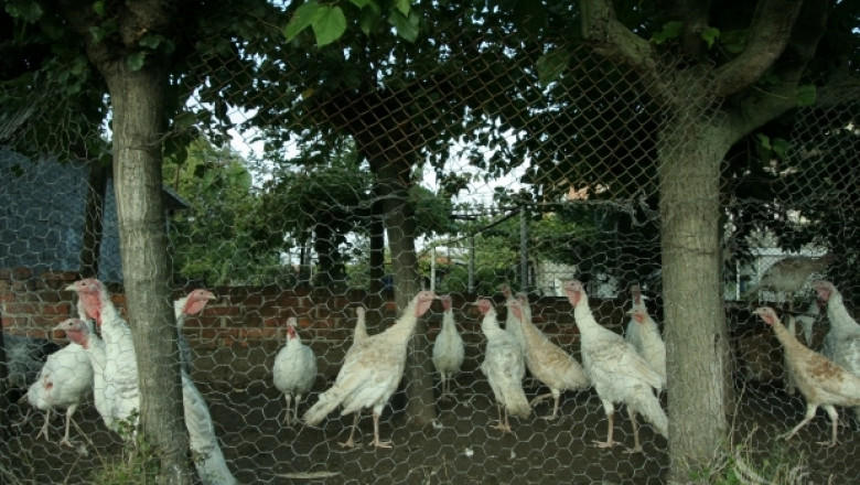 Земеделският институт в Стара Загора усъвършенства Националния генофонд птици 