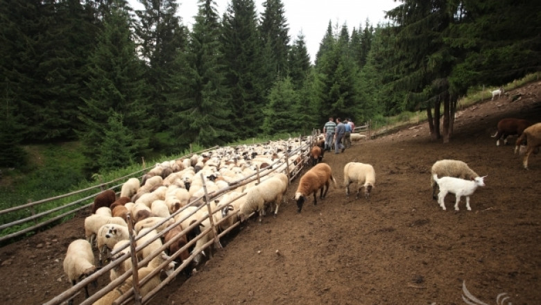 Светла Бъчварова: Законът за животновъдството ще бъде обнародван всеки момент