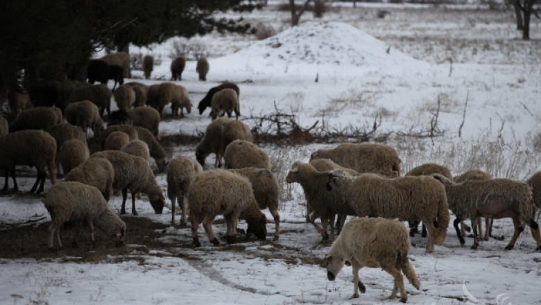 Пастир откри снаряд в борова гора край Сливен