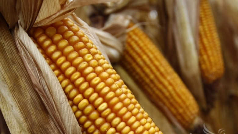Производството на царевица в ЕС ще достигне 64,8 млн. тона, според COCERAL