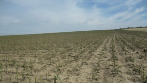 Земеделците ще ползват държавна помощ за пропаднали площи през 2013 - Agri.bg