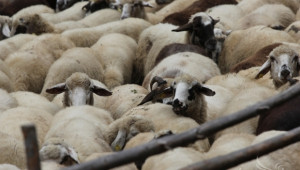 Пазарите за живи животни в Пловдивско остават затворени заради шарка по овце и кози - Agri.bg