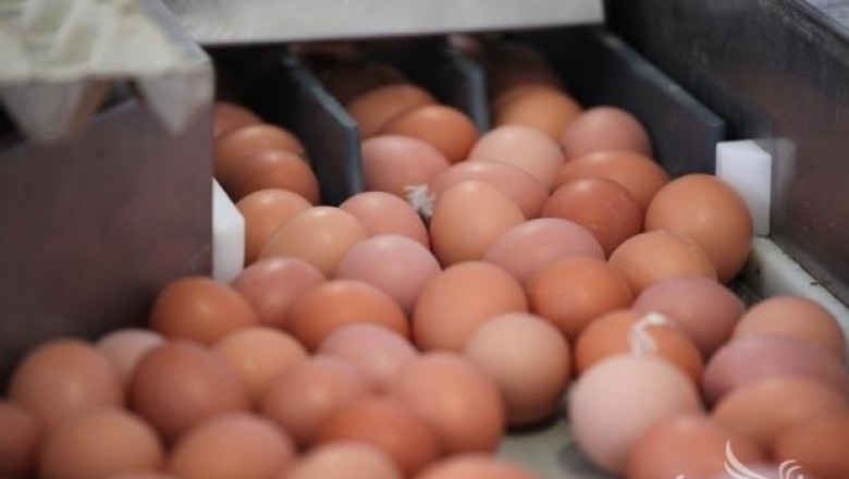 Увеличение на цените на яйцата до края на годината не се очаква