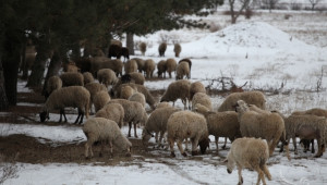  Огнището на заболяването шарка по овцете и козите в община Брезово е овладяно - Agri.bg