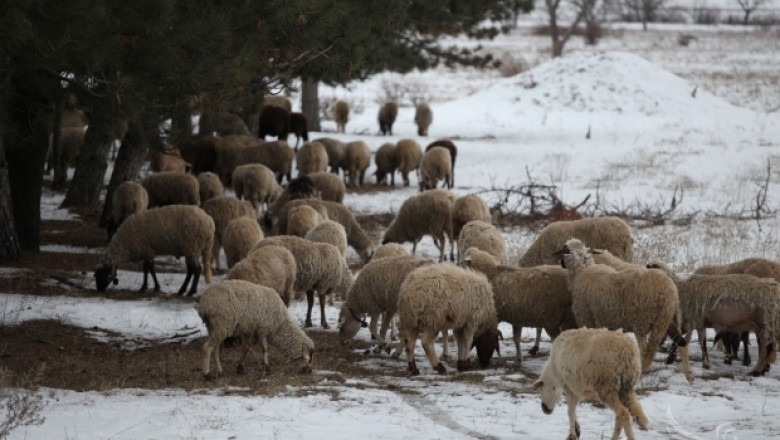  Огнището на заболяването шарка по овцете и козите в община Брезово е овладяно