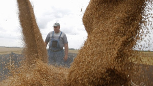 Борис Ангелов: Ситуацията в Украйна няма да повлияе на търговията със зърно - Agri.bg