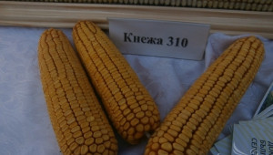 Два новопризнати хибрида предлага на фермерите Институтът по царевицата (ИНТЕРВЮ) - Agri.bg