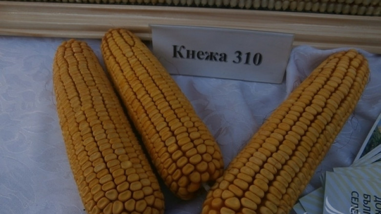 Два новопризнати хибрида предлага на фермерите Институтът по царевицата (ИНТЕРВЮ)