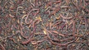 Отварят 29 ферми за калифорнийски червеи в Кюстендилско - Agri.bg