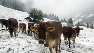 Успешното фермерство в млечното говедовъдство обсъждат на среща в Смолян - Agri.bg