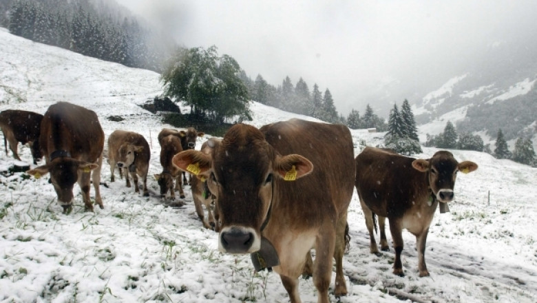 Успешното фермерство в млечното говедовъдство обсъждат на среща в Смолян