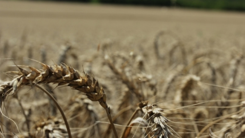 България и Украйна обсъдиха идеята за създаване на Черноморски комитет по зърното