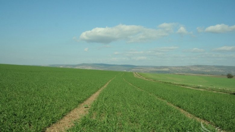 Близо 30 000 дка с пшеница са засети в област Видин