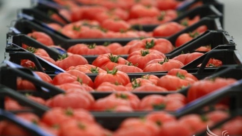 Опасни домати с бром са открити в оранжерия в Пловдив