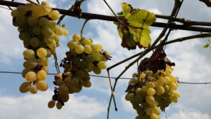 Лозари от Видинско са реализирали на пазара близо 90% от реколтата грозде  - Agri.bg