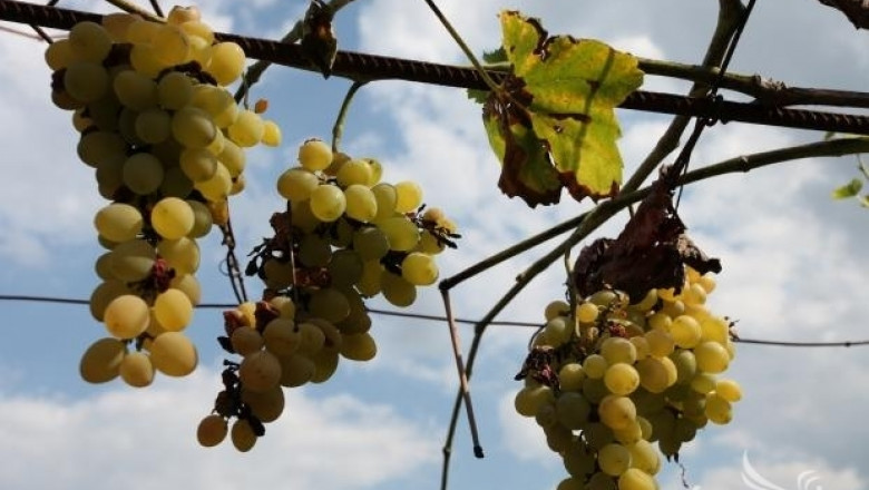 Лозари от Видинско са реализирали на пазара близо 90% от реколтата грозде 