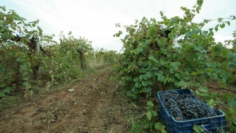 Около 600 кг/дка е средният добив от грозде в Пазарджишко