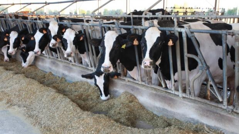 Фермери опровергаха абсурдна публикация за скок на изкупната цена на млякото! (ОБНОВЕНА + ЦЕНИ)