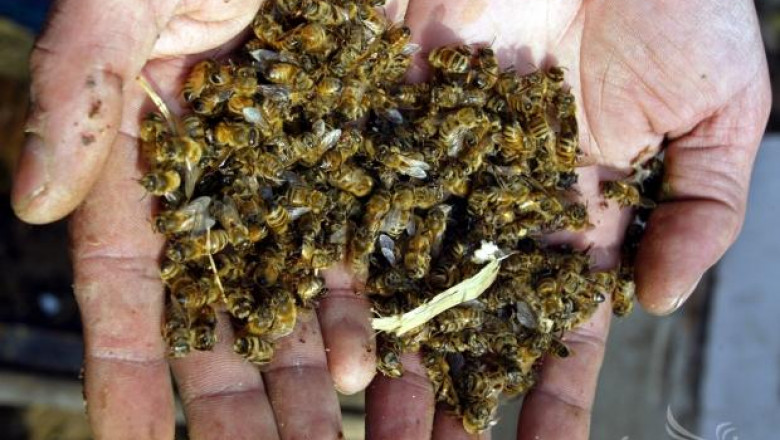 Висока смъртност при пчелите отчитат пчелари от Видинско 