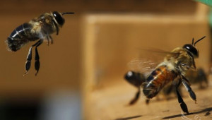 Дачиан Чолош: ПРСР може да подпомага пчеларите в ОСП 2014-2020