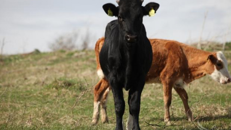 Явор Гечев: Всеки фермер може сам да маркира животните си