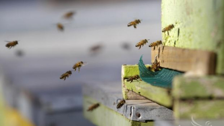 6.8 млн. лв. е 3-годишният бюджет на Националната програма по пчеларство
