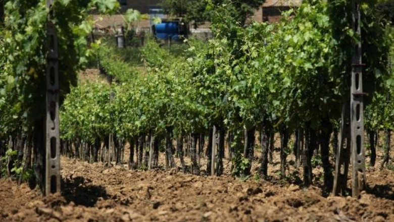 Новата Национална лозаро-винарска програма 2014-2018 г. вече е одобрена