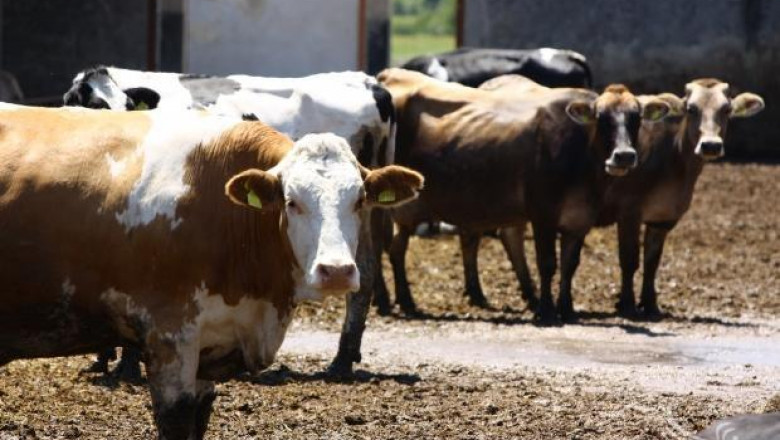 В животновъдния сектор има сериозно разцепление, според фермери 