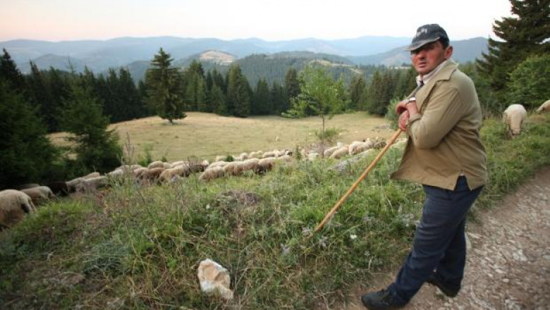 НОА: Българското овцевъдство преживява най-тежката криза от началото на прехода