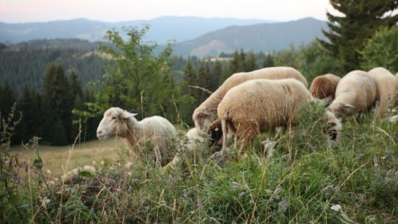 В Бургас с план за защита от заразни болести при животните 