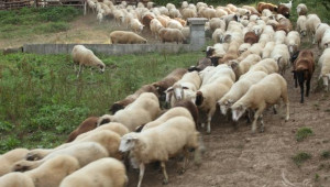 МЗХ отмени забраната за придвижване на животни в част от районите, засегнати от шарка - Agri.bg