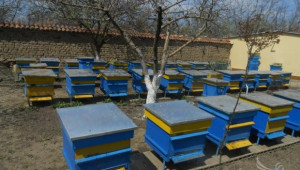 Топлото време влияе неблагоприятно върху пчелните семейства - Agri.bg