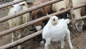  Забраната за движение на овце и кози заради шарката в Смолянско не е отменена - Agri.bg