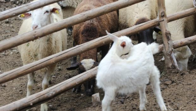  Забраната за движение на овце и кози заради шарката в Смолянско не е отменена