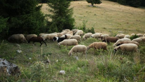 Овцевъди получиха каракачански кучета за опазване на стадата от едри хищници - Agri.bg