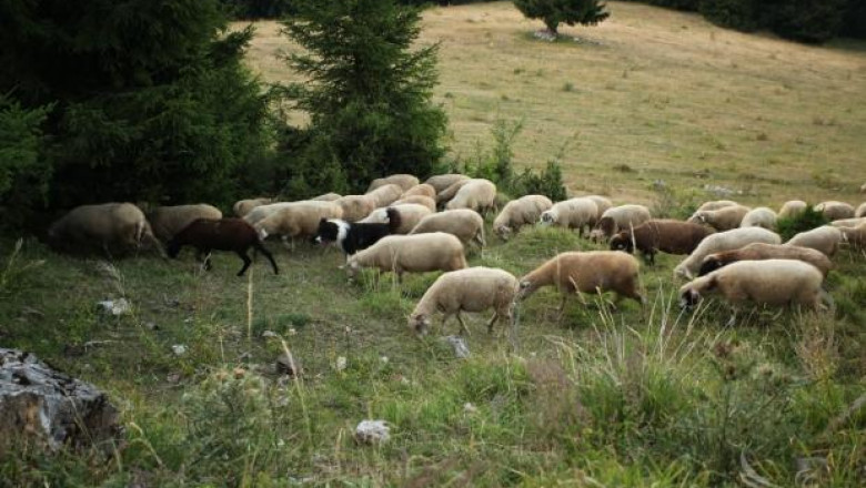 Овцевъди получиха каракачански кучета за опазване на стадата от едри хищници