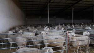 Бъдещето на овцевъдството е в затворения цикъл на производство - Agri.bg