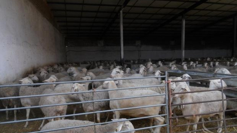 Бъдещето на овцевъдството е в затворения цикъл на производство