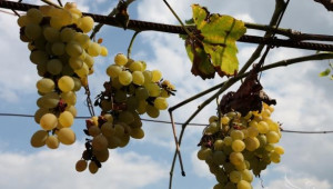 300-400 кг/дка е добивът от бели винени сортове в биологичното лозарство - Agri.bg