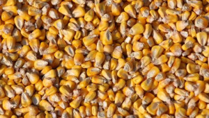 Фермери масово са против подготвяно от ЕС одобрение на нова ГМО царевица - Agri.bg