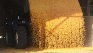 Украйна започна силен експорт на царевица за Китай - Agri.bg