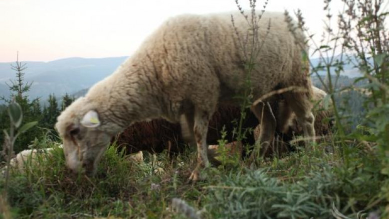 От БАБХ обещават европейска помощ на засегнати от шарка по овцете райони в България