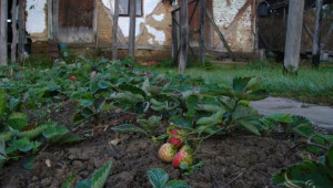 Производители на ягоди извършват есенна обработка на площите - Agri.bg