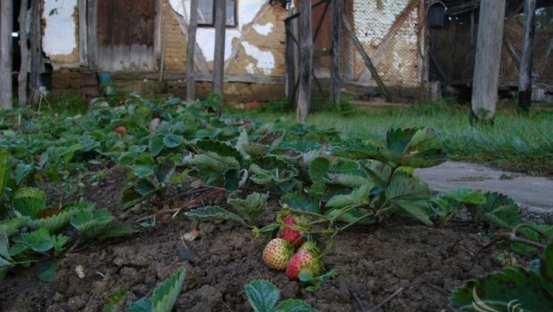 Производители на ягоди извършват есенна обработка на площите