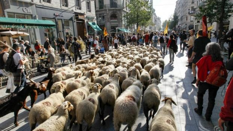 Френски овцевъди на масови протести заради налагането на електронни чипове в овцете