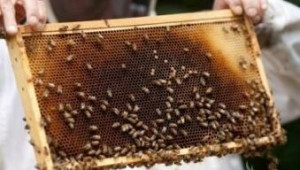 Пчелари искат по 25 лева на пчелно семейство по De Minimis  - Agri.bg