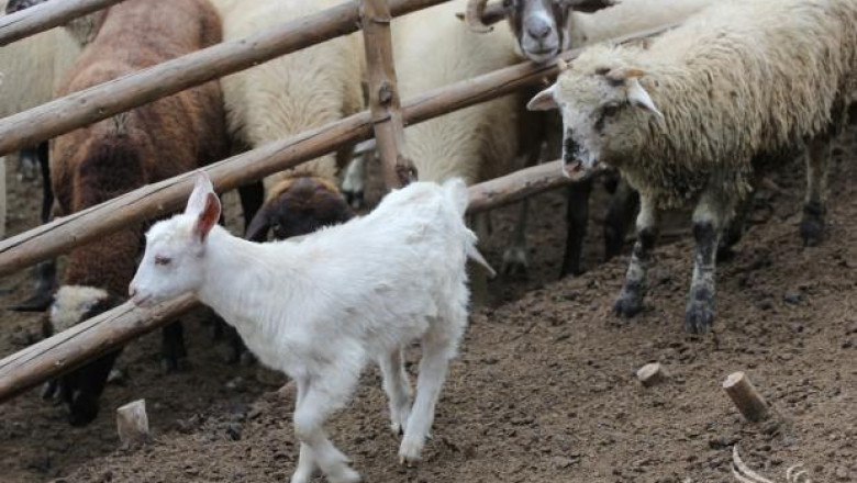 Шарката по овцете не е опасна за хората, уверяват от БАБХ