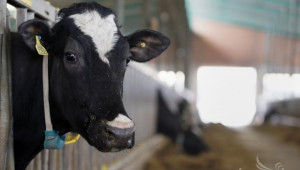 Брюксел глоби пет държави за свръхпроизводство на краве мляко - Agri.bg