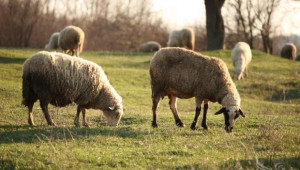 НОА: Има преведени субсидии за овце и кози - Agri.bg